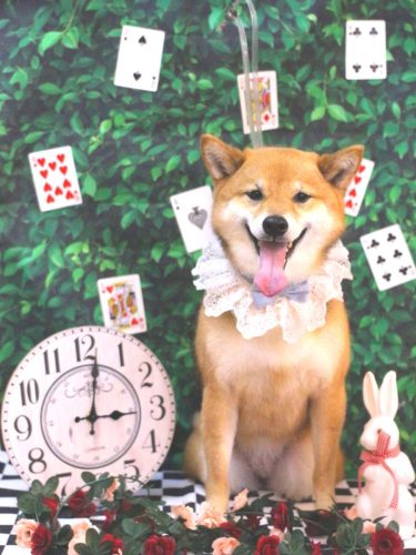 20250423リンちゃん